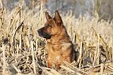 BERGER ALLEMAND 852